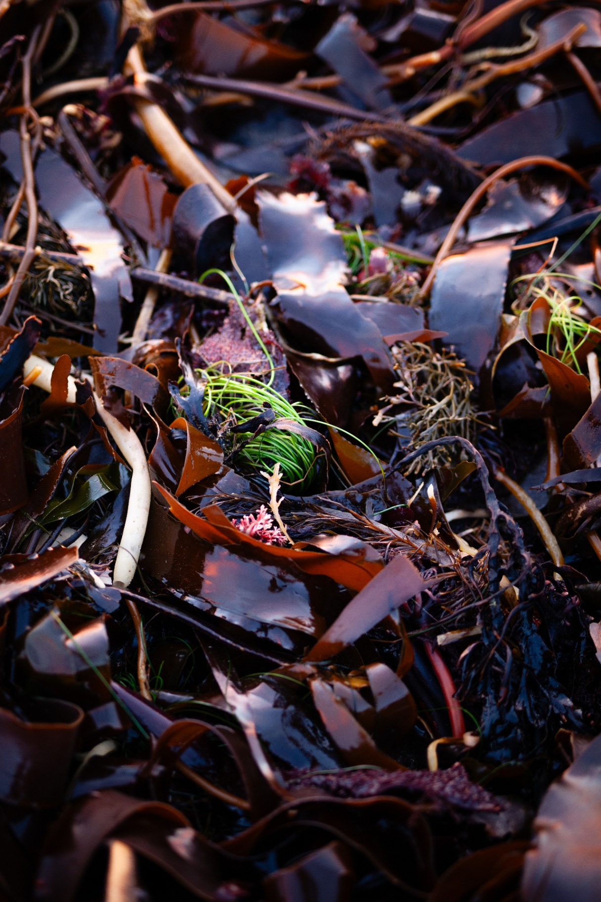 A pile of freshly harvested kelp and red seaweed from the Salish Sea